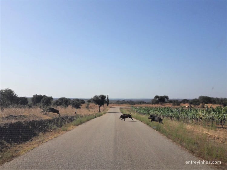 Enoturismo Herdade do Esporão Alentejo