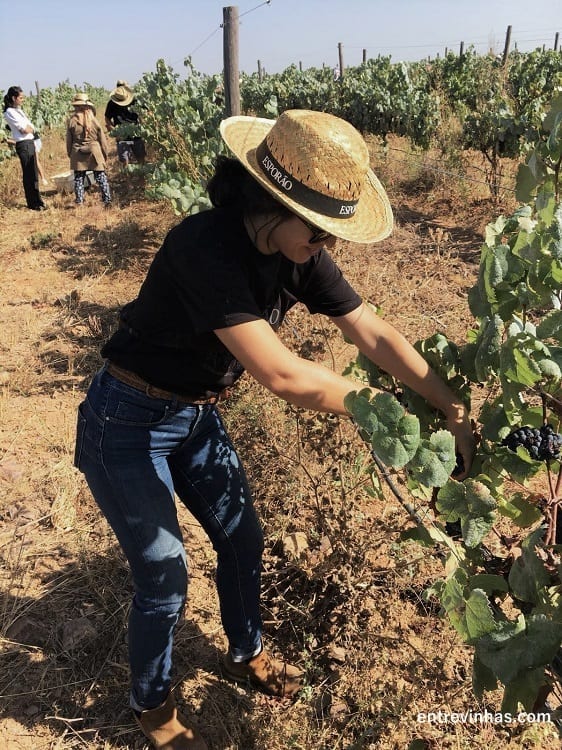 vindima Herdade do Esporão Alentejo
