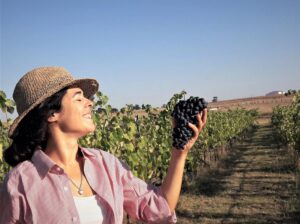 PROGRAMA DE VINDIMAS