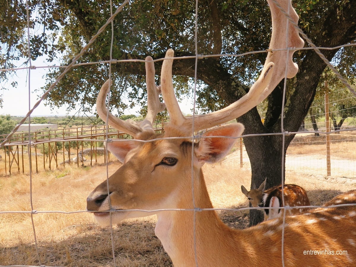 Herdade da Rocha Crato veado
