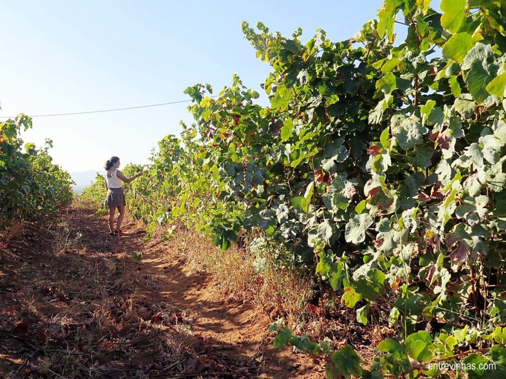 entre vinhas algarve