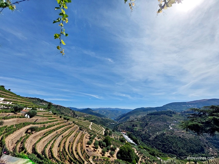 vinhas-quinta-do-noval-douro