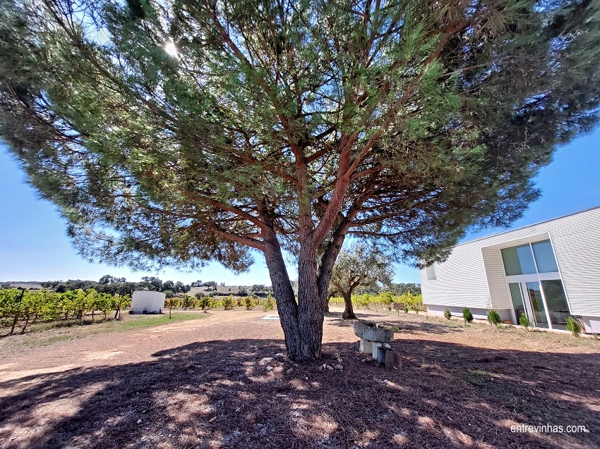herdade-do-cebolal-enoturismo