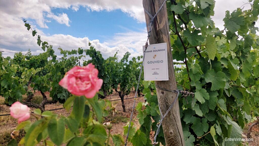 enoturismo em trás-os-montes