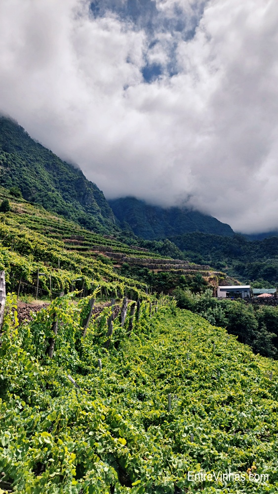 enoturismo madeira
