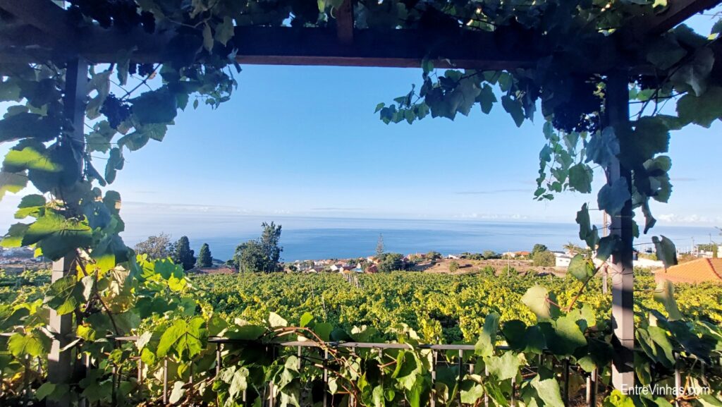 enoturismo madeira
