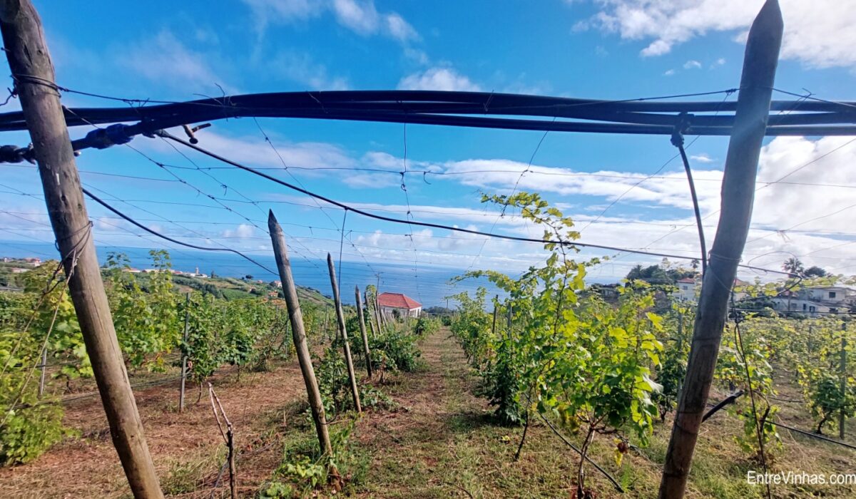 enoturismo madeira