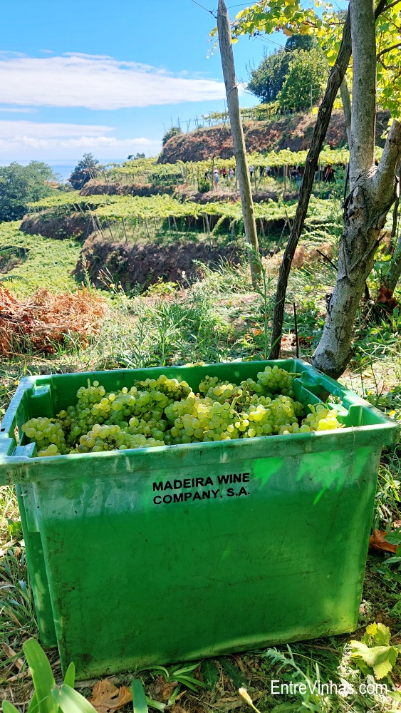 enoturismo madeira