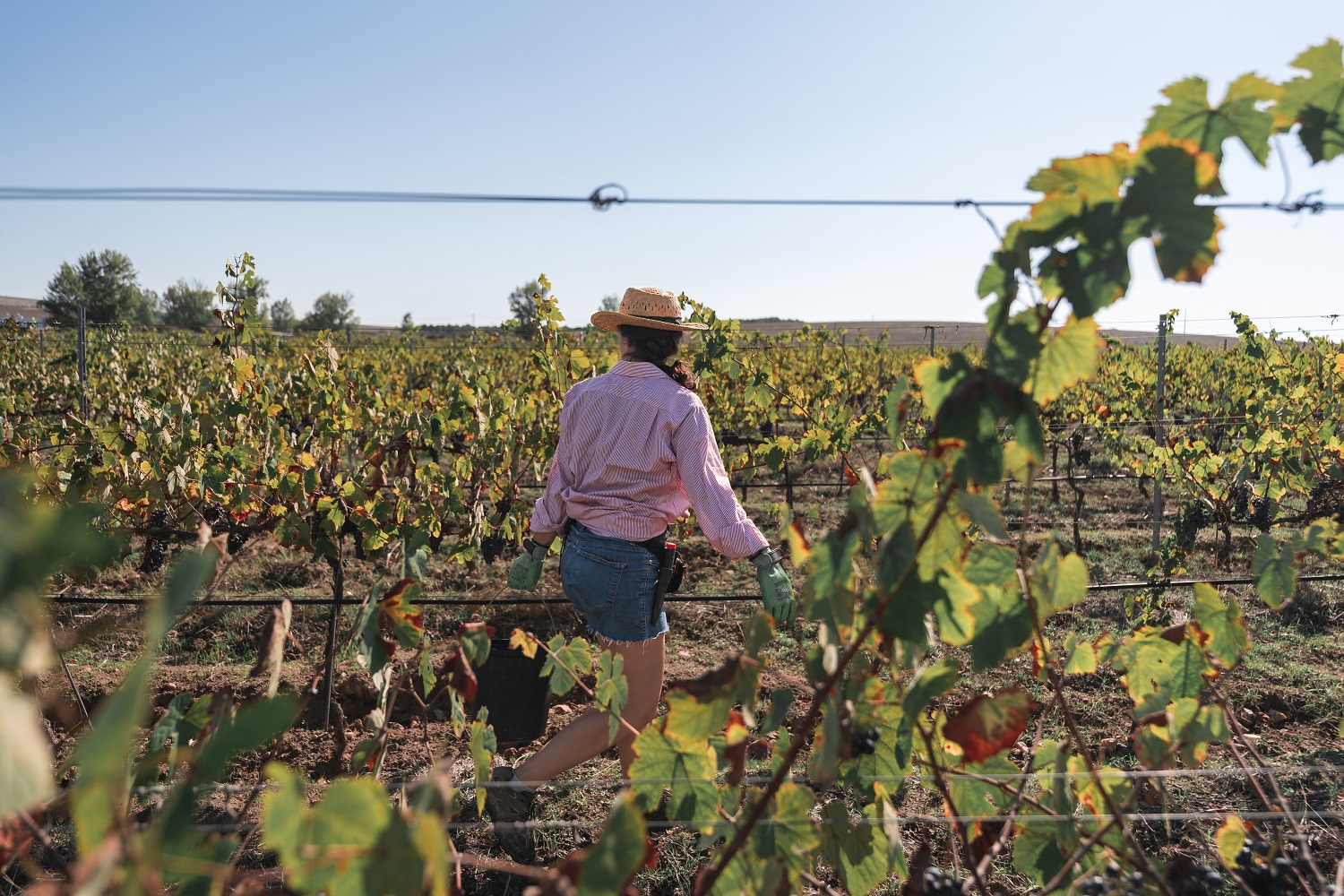 enoturismo como começar