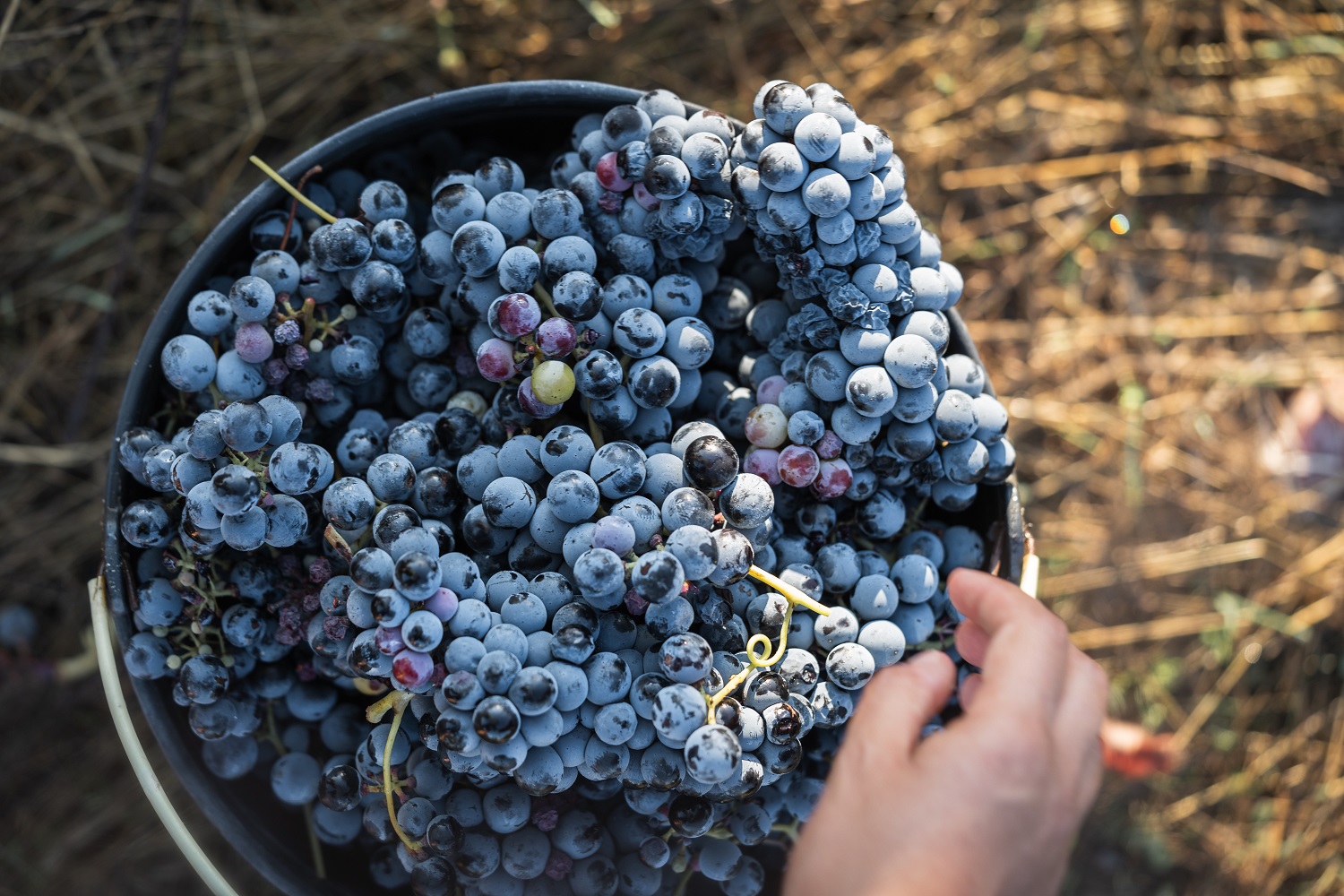 sete dicas começar enoturismo