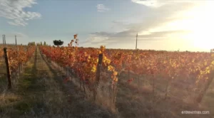 Enoturismo no Inverno