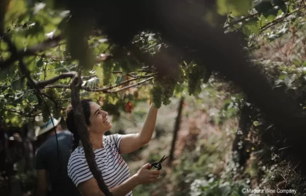 Vindimas Quinta do Bispo 2022