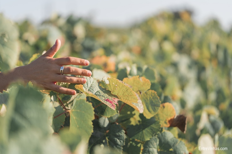 tendências enoturismo sustentabilidade